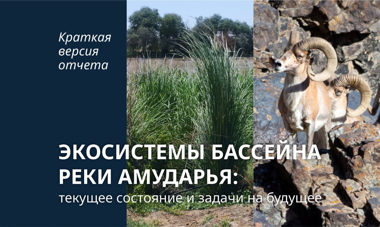 Обложка краткой версии отчета